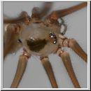 Pholcus phalangioides - Grosse Zitterspinne 06 9mm.jpg